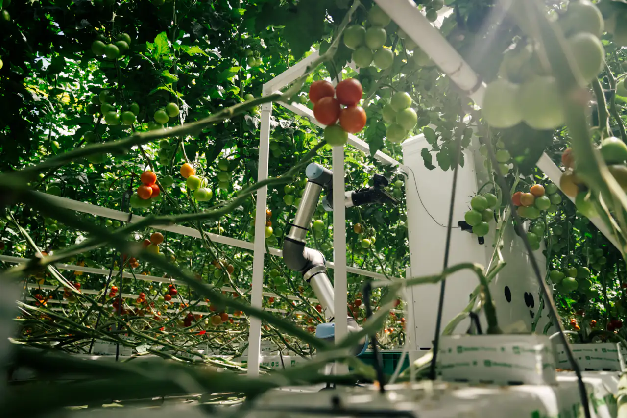 Harvester robot in greenhouse