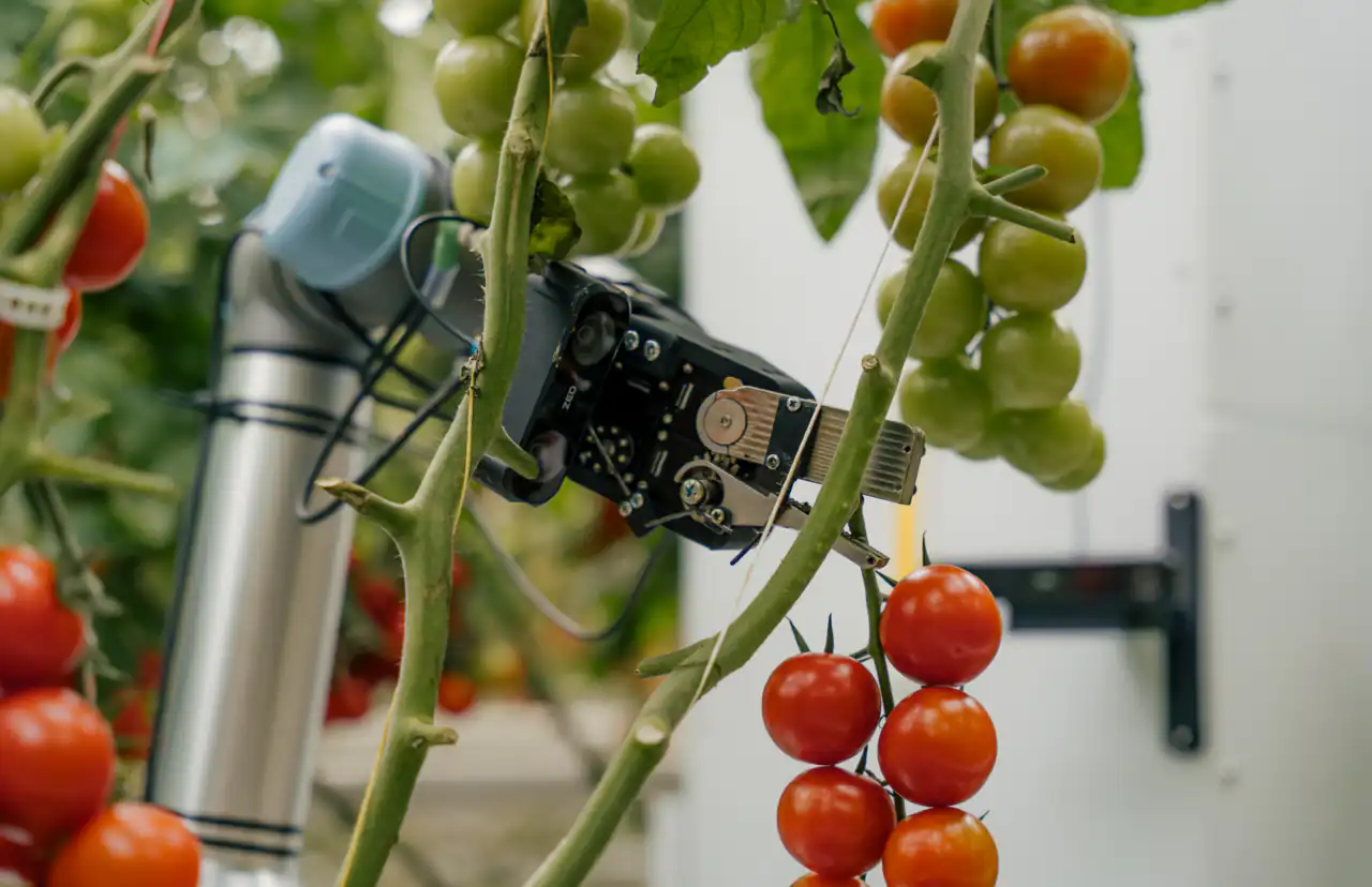 A Harvester prototype arm harvesting a tomato truss in a greenhouse