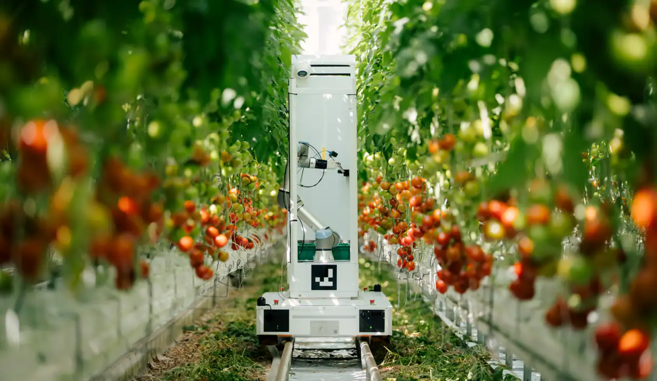 An early prototype of Harvester iteration in between rows of tomatoes in a greenhouse
