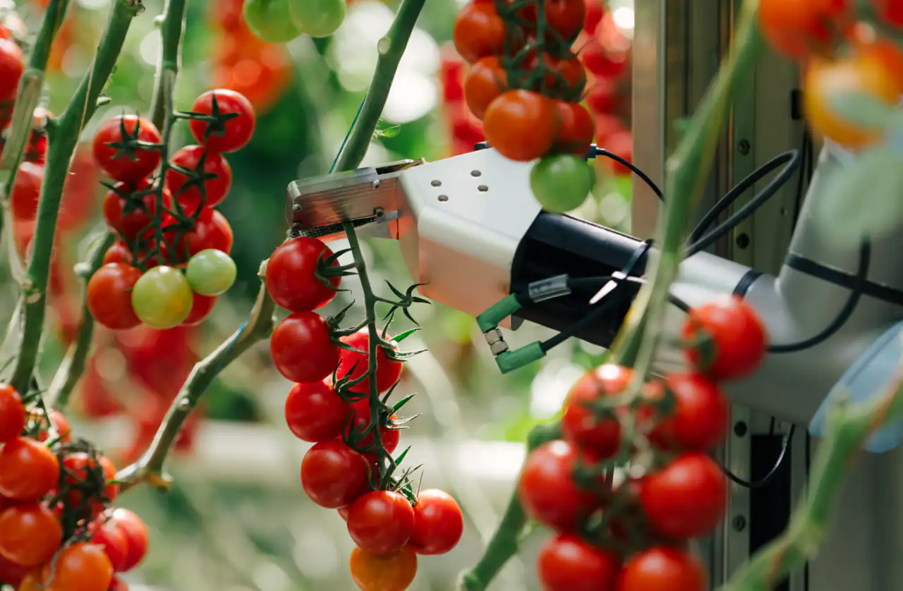eternal.ag tomato harvesting robot