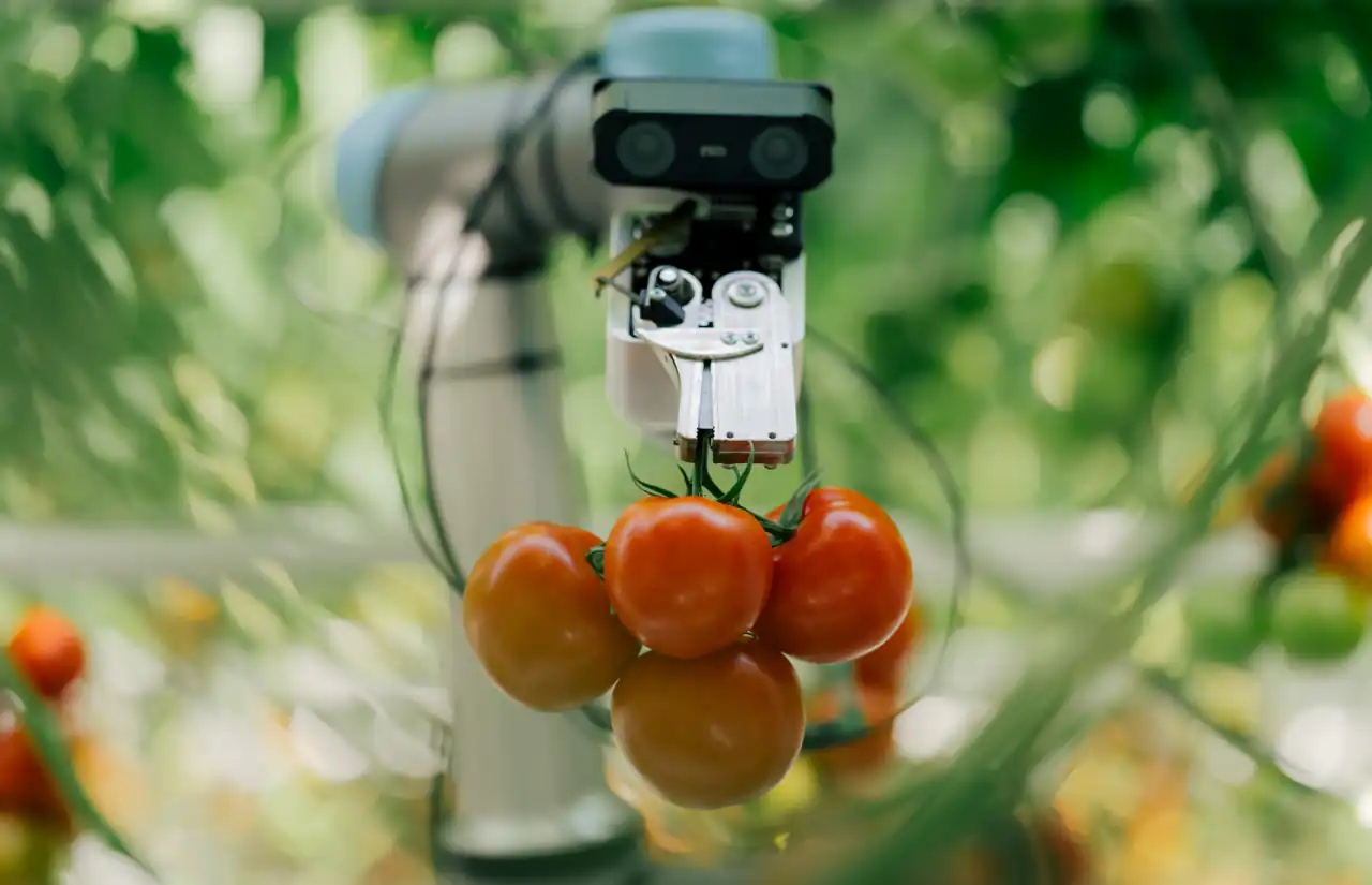 eternal.ag’s Harvester arm holding a truss of tomatoes
